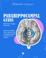 Informative - Parahippocampal Gyrus.pdf
